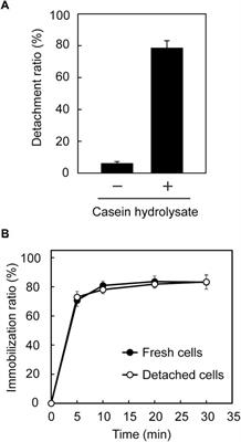 Identification of the adhesive domain of AtaA from Acinetobacter sp. Tol 5 and its application in immobilizing Escherichia coli